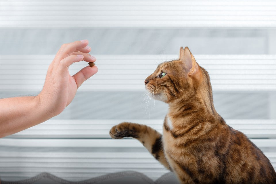 Cat training with a treat - a brown tabby cat lifting its paw towards a person's hand holding a treat.