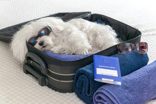 A small white dog wearing sunglasses lying in an open suitcase with a pet passport and rolled towels, ready for travel.