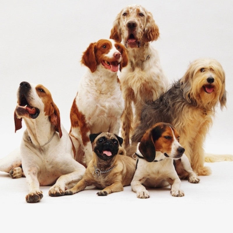Group of six different dog breeds sitting together, showcasing a diverse collection of dogs for Pawsely.com pet supplies and accessories.