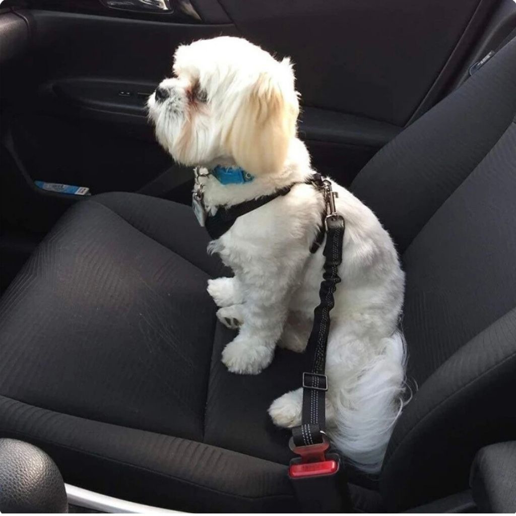 Pet Seatbelt Adjustable, Elastic & Reflective